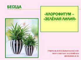 Хлорофитум - "зеленая лилия"