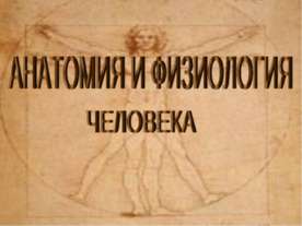 Анатомия и физиология человека