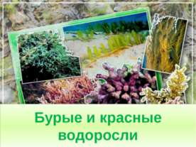 Бурые и красные водоросли
