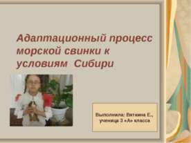 Адаптационный процесс морской свинки к условиям Сибири