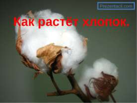 Как растёт хлопок