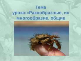 Ракообразные, их многообразие, общие черты и значение