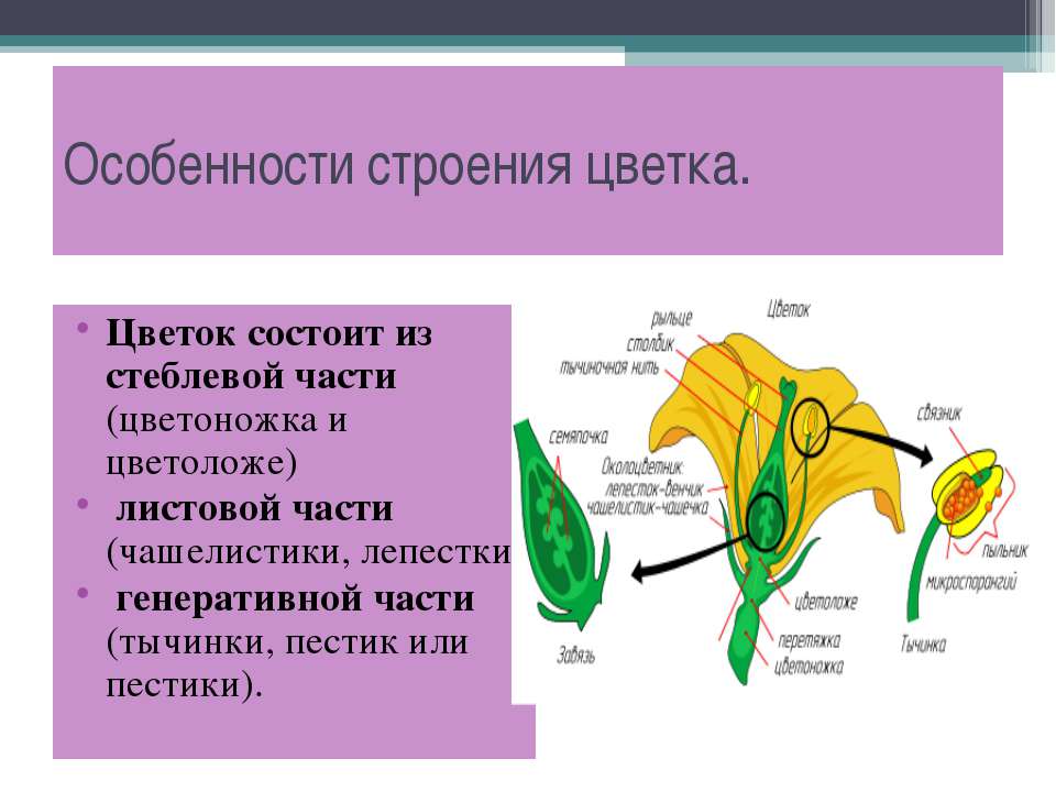 Общий план строения цветка