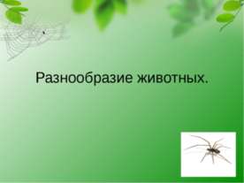 Разнообразие животных