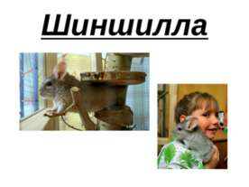 Шиншилла