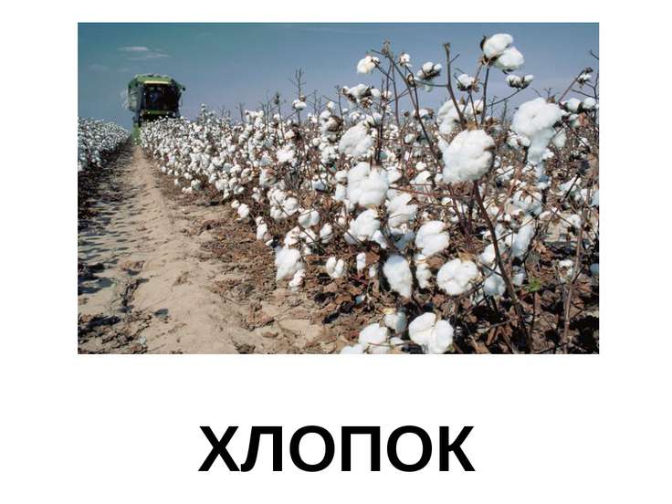 Как растет хлопок картинки для детей
