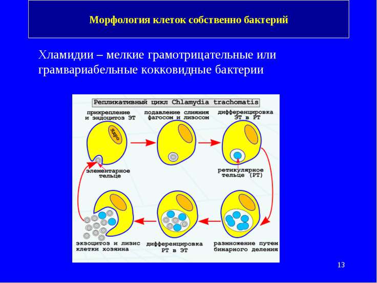 Морфология 6 класс презентация