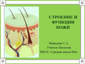 Строение и функции кожи