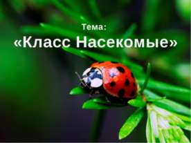 Класс Насекомые
