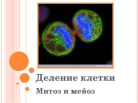 Деление клетки. Митоз и мейоз