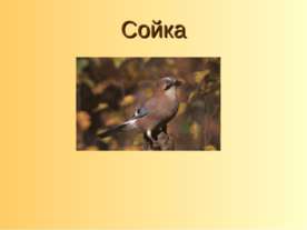 Сойка