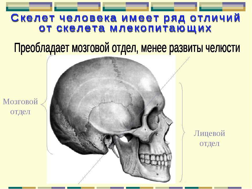 Осевой скелет доклад человека