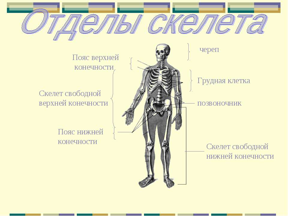 Осевой скелет доклад человека