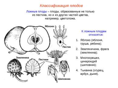 Схема классификации плодов