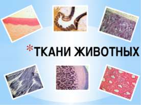 Ткани животных