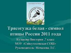 Трясогузка белая - символ птицы России 2011 года