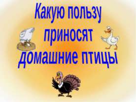 Какую пользу приносят домашние птицы