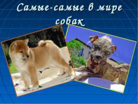 Самые-самые в мире собак