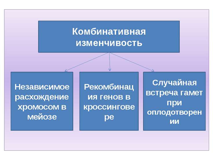 Комбинативная изменчивость мутационная изменчивость презентация