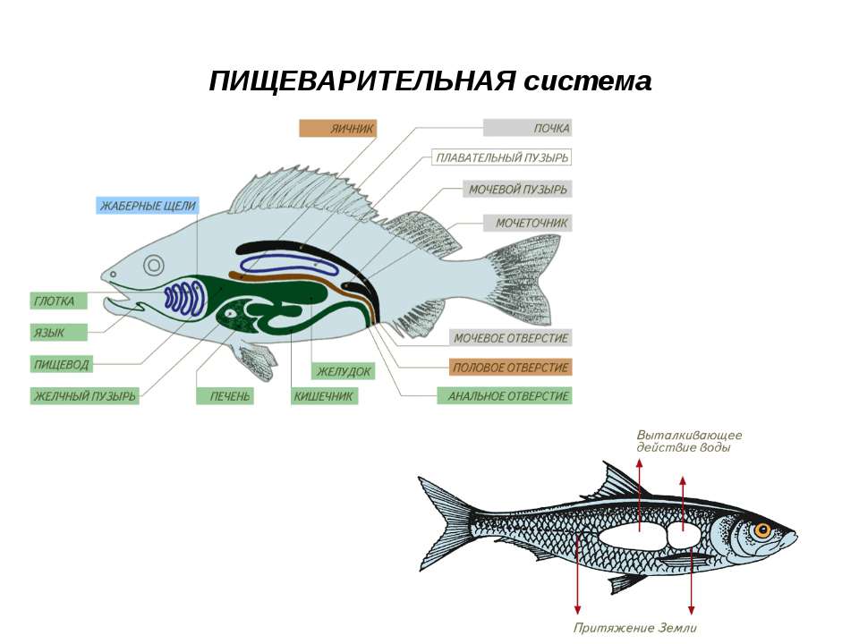 Пищеварительные органы рыб. Пищеварительная и выделительная система рыб. Пищеварительная система рыб схема. Пищеварительная система речного окуня. Пищеварительная система рыб 7 класс биология.