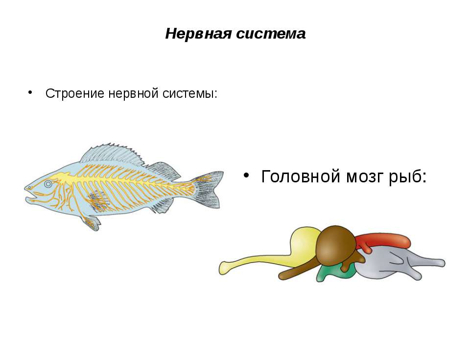 Особенности строения мозга рыбы. Нервная система рыб головной мозг. Строение нервной системы рыб. Мозг рыбы строение. Нервная система система рыб.