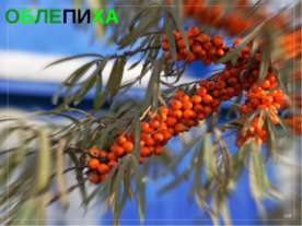 Облепиха
