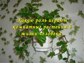 Какую роль играют комнатные растения в жизни человека
