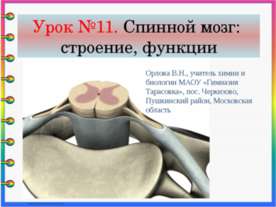 Спинной мозг: строение, функции