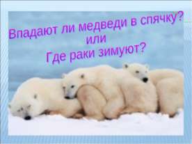 Впадают ли медведи в спячку? Или где раки зимуют?
