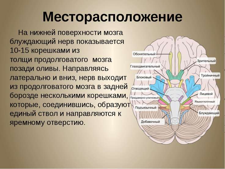 Мозг с нервами картинка