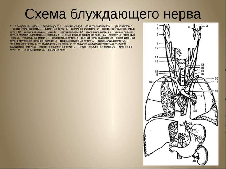 Левый блуждающий нерв. Топография блуждающего нерва. Блуждающий нерв иннервация. Блуждающий нерв верхний узел. Отделы и ветви блуждающего нерва схема.