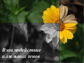 Взаимодействие аллельных генов