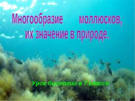 Многообразие моллюсков, их значение в природе