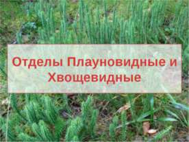 Отделы Плауновидные и Хвощевидные