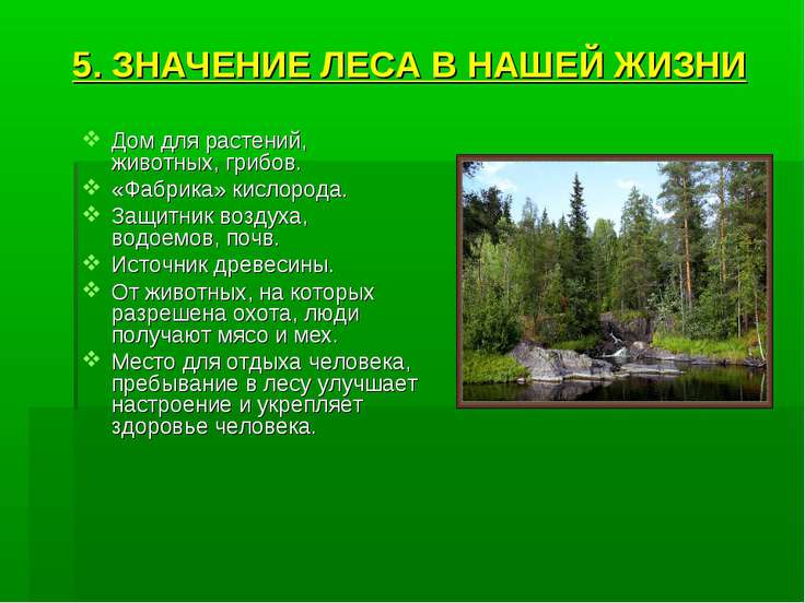 Каково значение леса в жизни человека. Значение леса для животных. Значение леса. Проект жизнь леса. Значение леса в жизни человека.