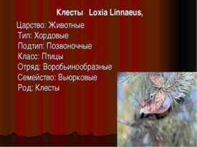 Клесты Loxia Linnaeus
