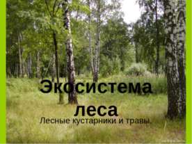 Экосистема леса Лесные кустарники и травы