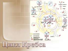 Цикл Кребса