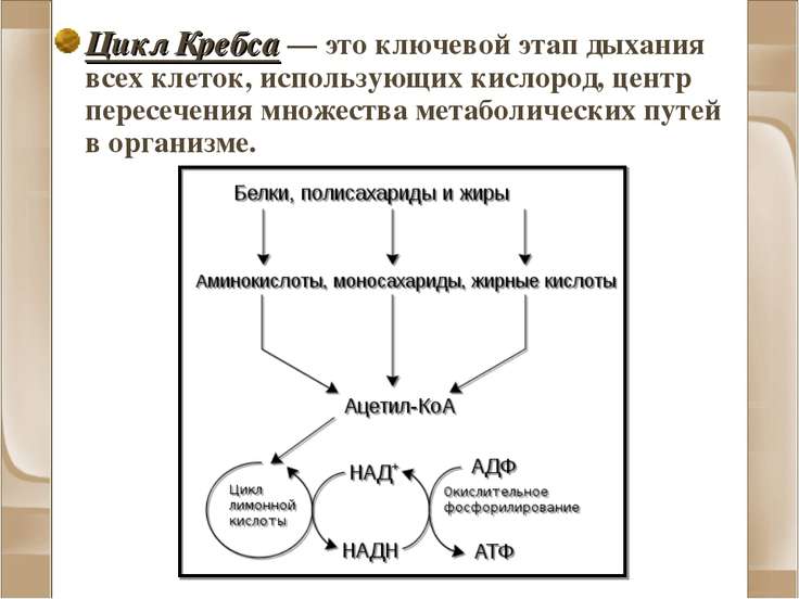 Цикл кребса презентация