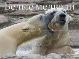 Белые медведи