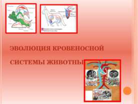 ЭВОЛЮЦИЯ КРОВЕНОСНОЙ СИСТЕМЫ ЖИВОТНЫХ, КРОВЬ