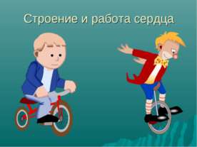 Строение и работа сердца