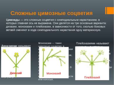 Презентация на тему соцветия 6 класс