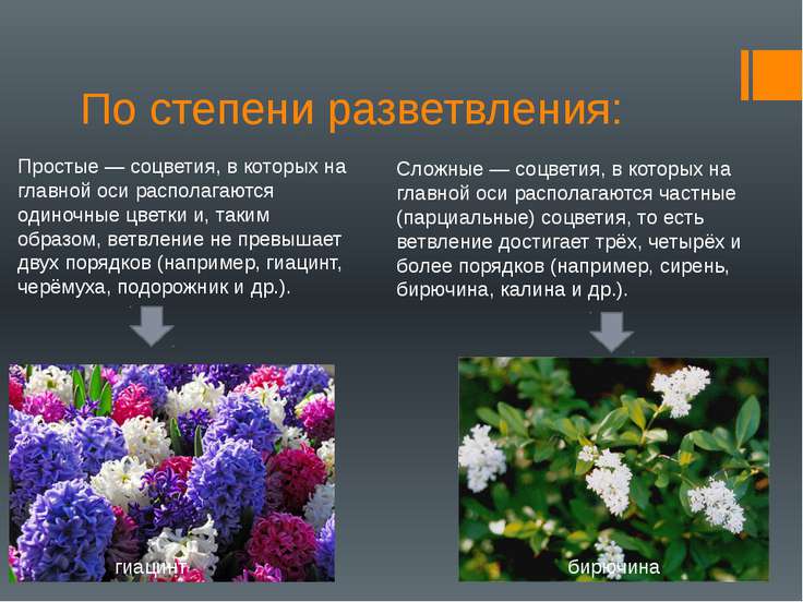 Видов и цветов находится. Цветы по степени разветвления. Соцветия доклад. Степень разветвления соцветий. Соцветия презентация.