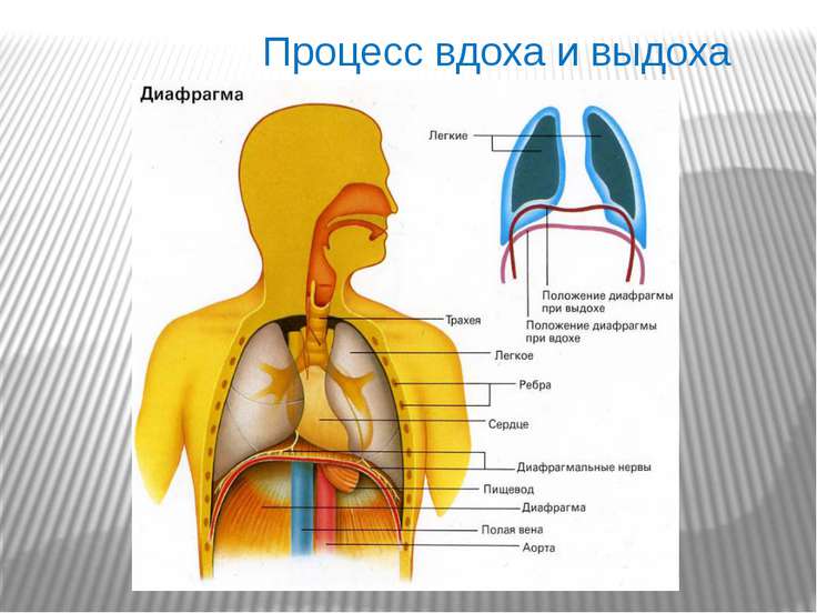 Схема вдоха и выдоха