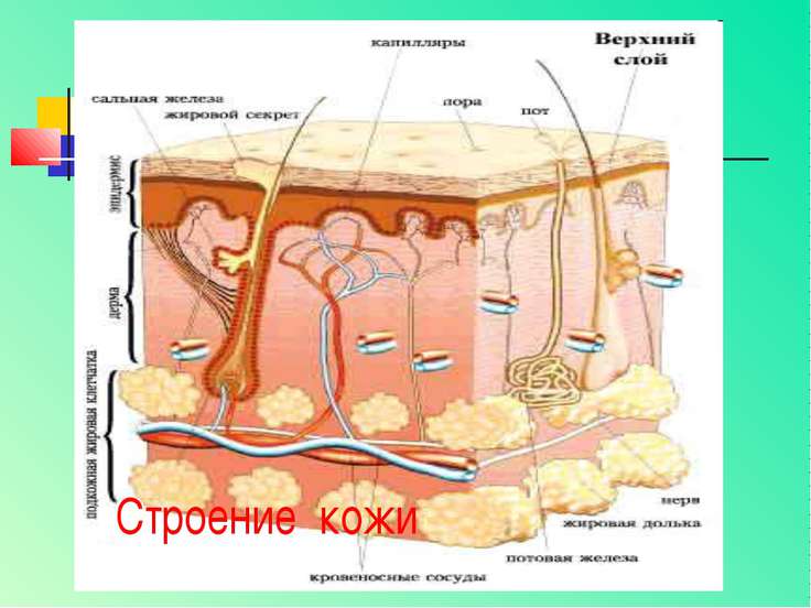 Индивидуальный рисунок кожи определяет слой