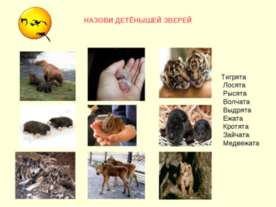 Назови детёнышей зверей