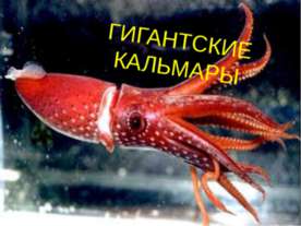 Гигантские кальмары