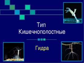 Тип Кишечнополостные. Гидра