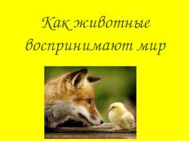Как животные воспринимают мир